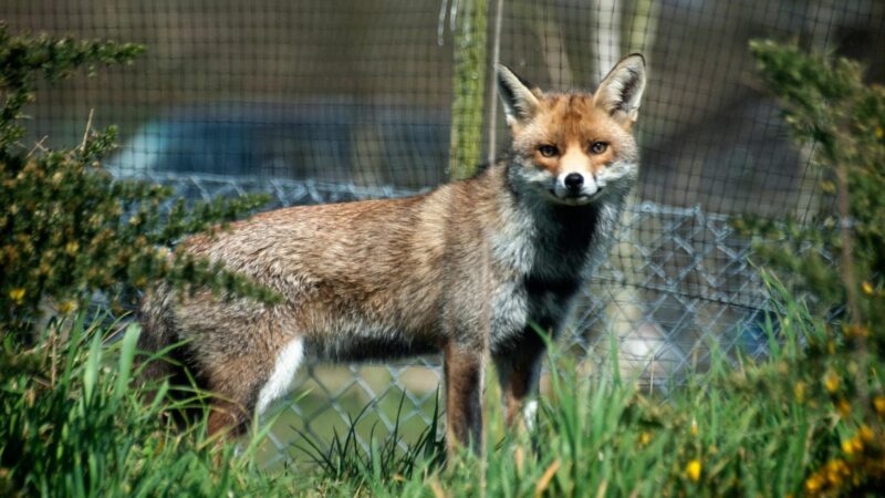 Are Urban Foxes Friendly