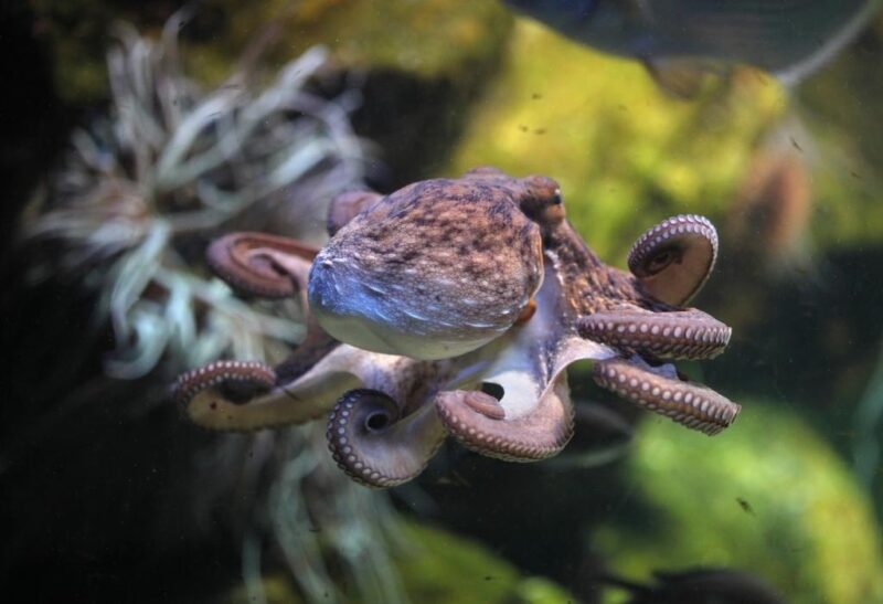 Best Names for Pet Octopus