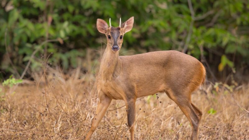 Brocket Deer