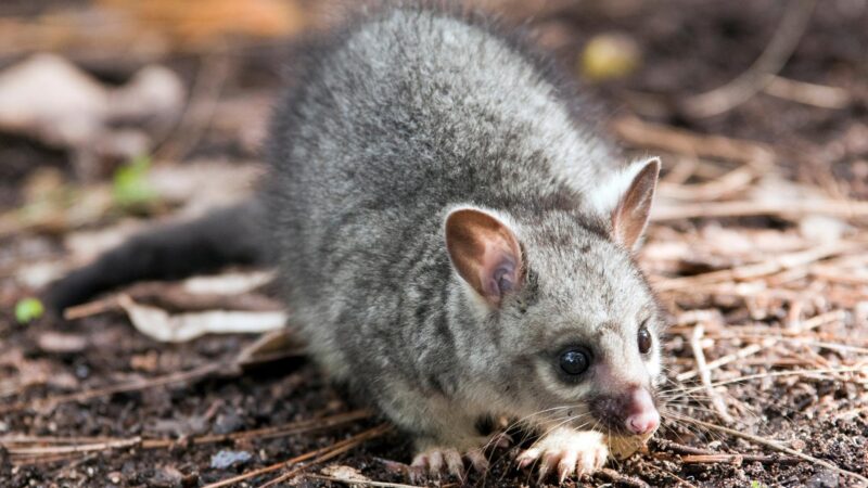 Can Humans Contract Diseases From Possums