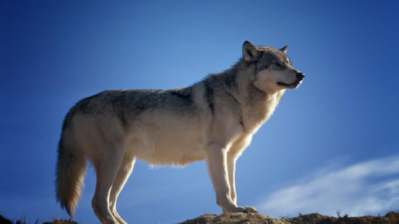 Can a Beta Wolf Become an Alpha
