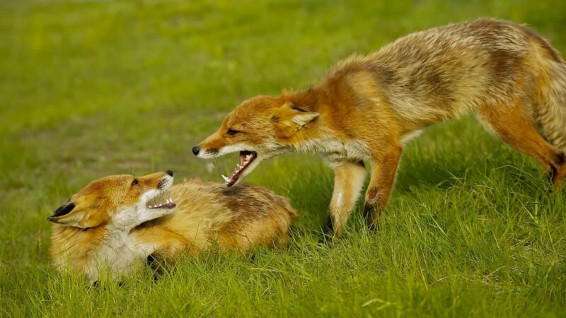 Can a Fox Be Aggressive