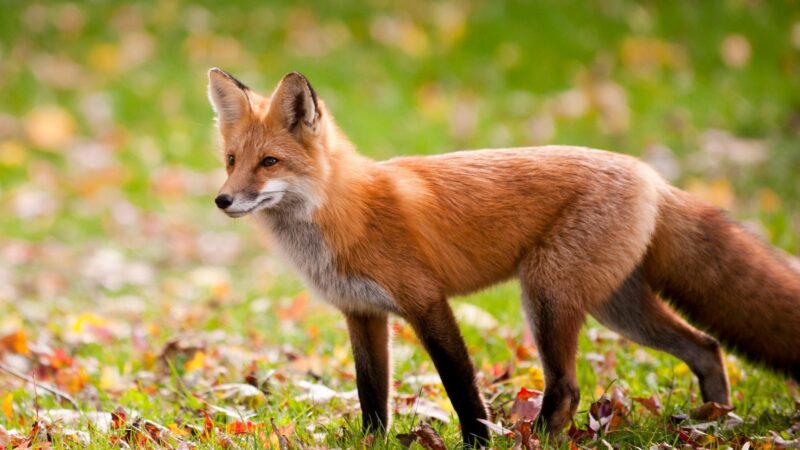 Can a Fox Be a Good Pet