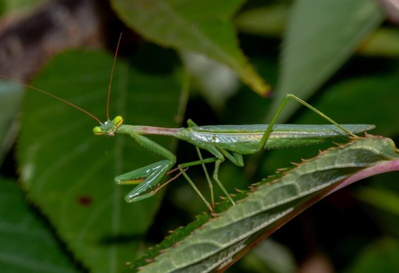 Can a Praying Mantis Hurt You