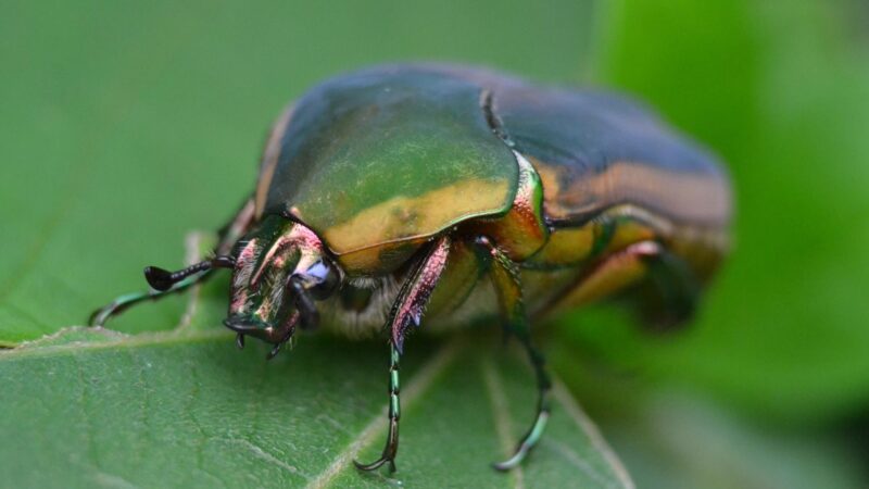 Can you eat June bugs raw