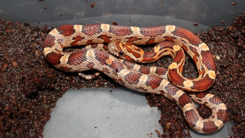 Corn Snake - Identification