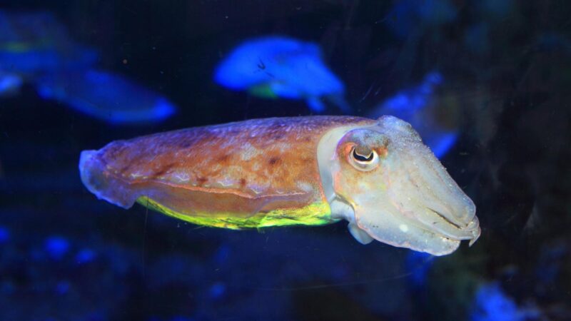 Cuttlefish