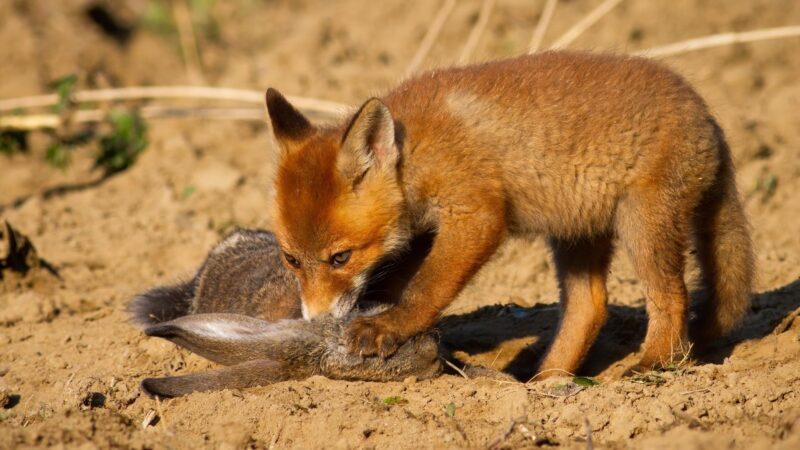 Diet of a Fox