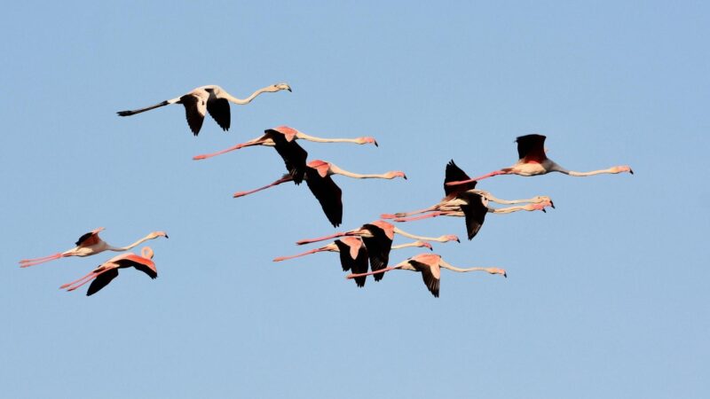 Do Flamingos Fly in Flocks