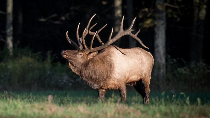 Elk