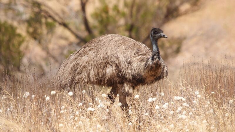 Emus