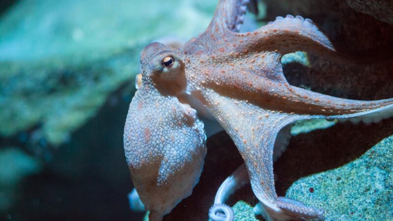 Funny Octopus Names