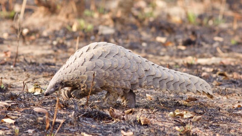 Giant Pangolins