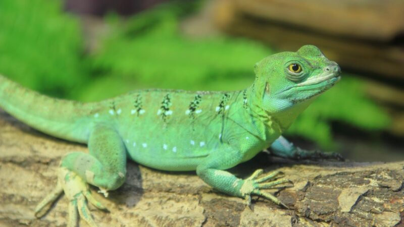 Green Basilisk Lizards