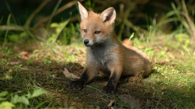 How Can Fox Scat Identification Help You