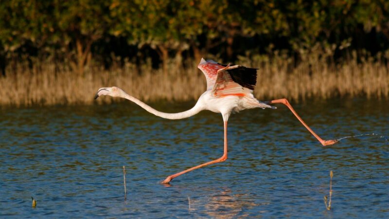 How Do Flamingos Take Off