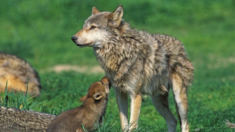 How Do Wolves Carry Their Babies