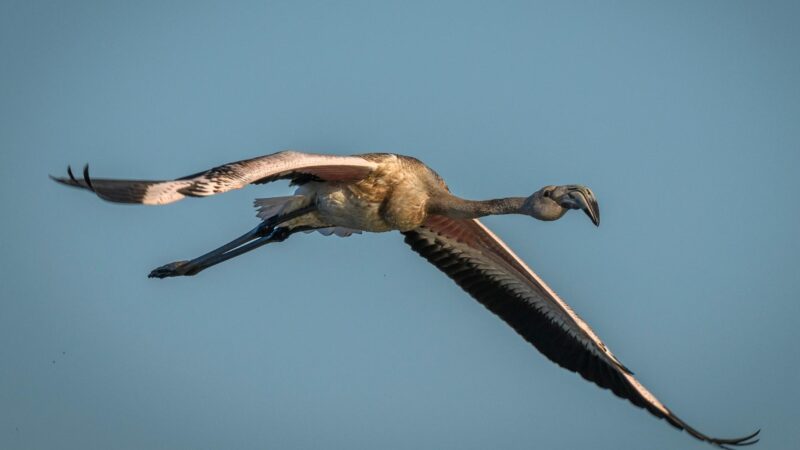 How Fast Can Flamingos Fly