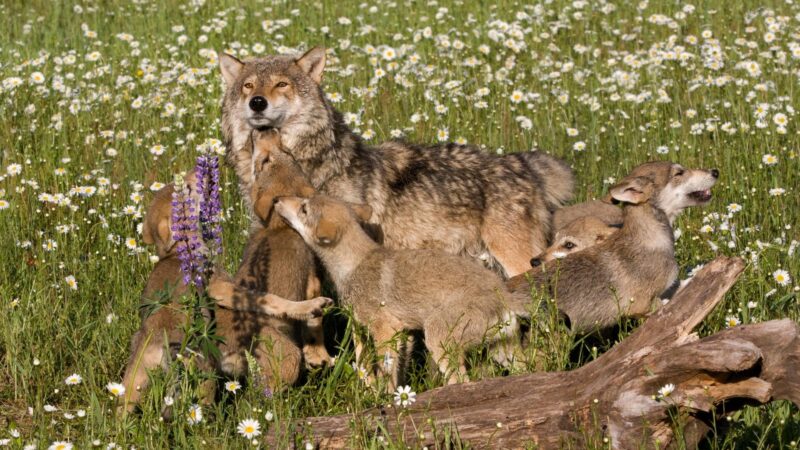 How Long Does a Baby Wolf Stay With Its Mother