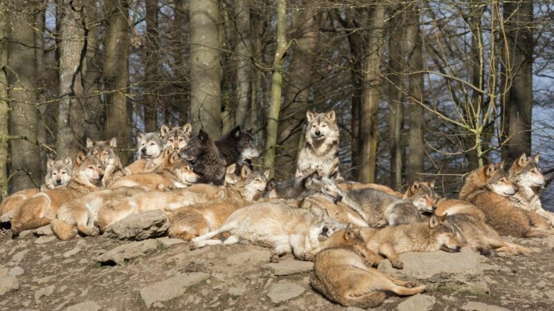 How Many Members Are Usually in a Wolf Pack