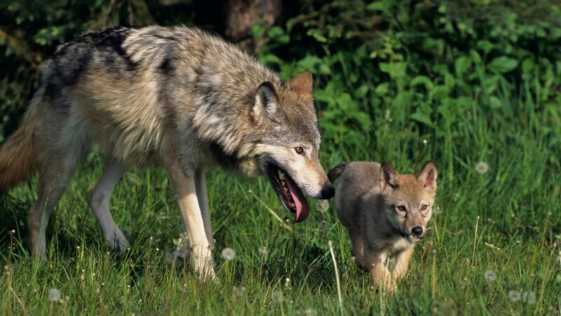 What Are Baby Wolves Called? | Are They Pups or Cubs? - EXOtella