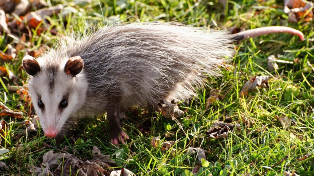 How To Identify Possum’s Poop