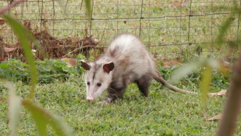 How To Safely Remove Possum Poop From Your Yard Or Attic