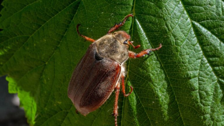 do-june-bugs-bite-important-facts-exotella