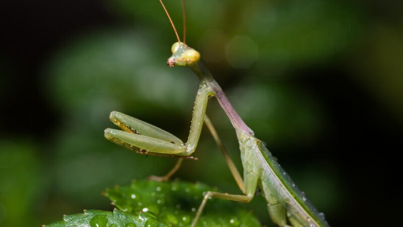 Is it safe to hold a praying mantis