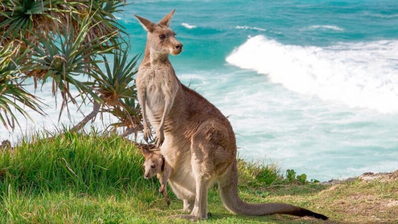 Kangaroos