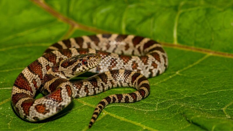 Milk Snake - Identification