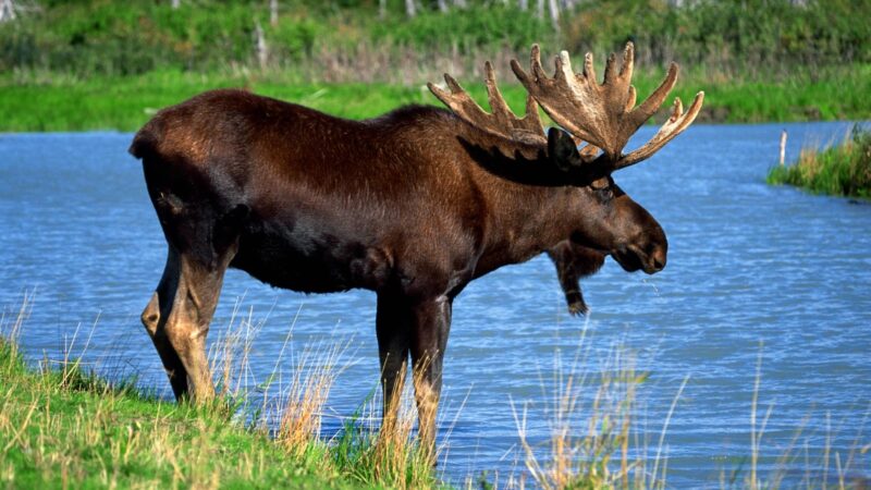 Moose