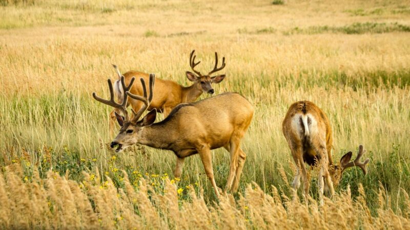 Mule Deer