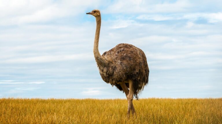 15 Animals That Walk on Two Legs | Check for Photos! - EXOtella