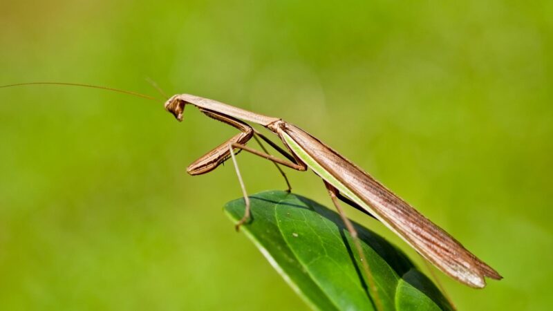 Praying Mantis Identification