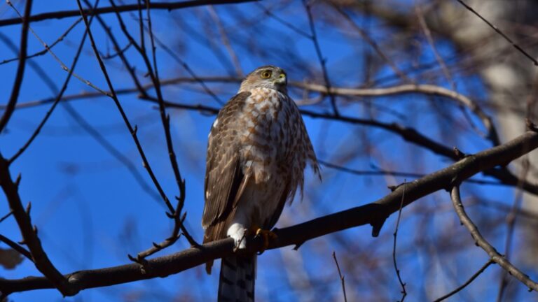 17 Birds of Prey Found in Pennsylvania | Check for Photos! - EXOtella