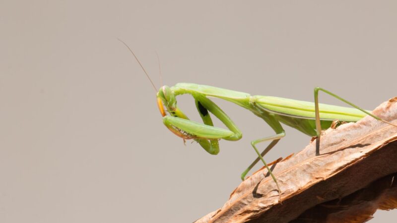 Should I Leave a Praying Mantis Alone