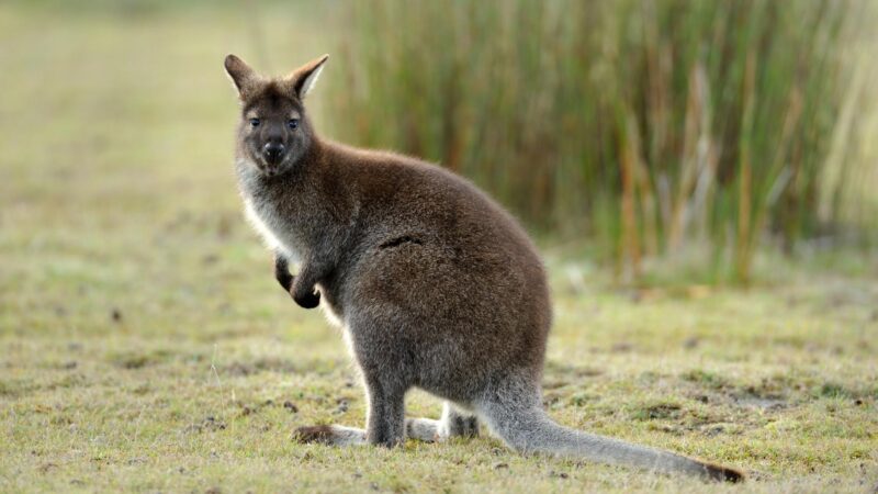 Wallabies