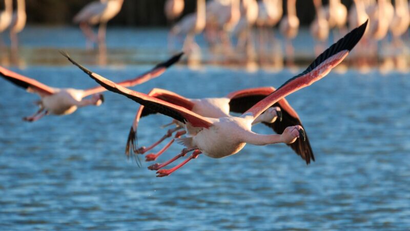 What Age Do Flamingos Learn to Fly