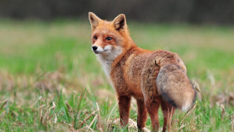 What Attracts Foxes to Your Yard