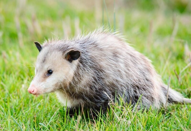 What Does Possum Poop Look Like