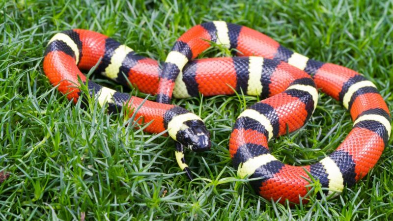 What Is the Difference Between Corn Snakes and Milk Snakes