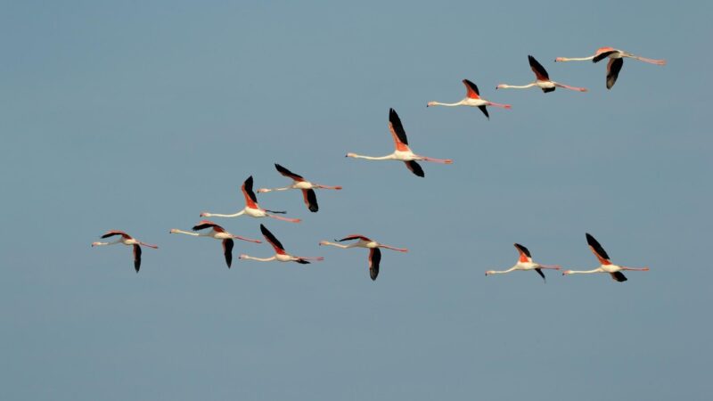 What Is the Flying Position of Flamingo