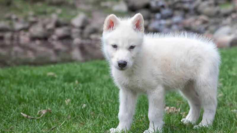 What Is the Mortality Rate of Wolf Pups