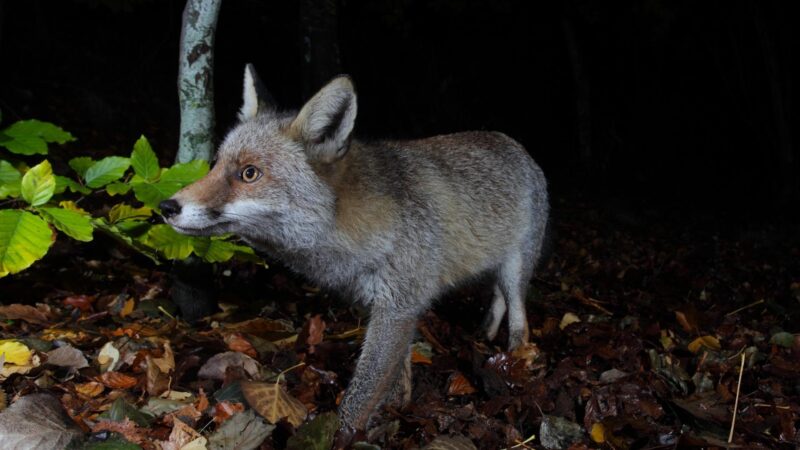 lynx-sounds-of-a-lynx-what-sounds-does-a-lynx-make-the-wild-life