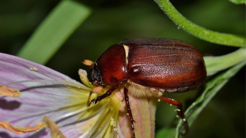 What is a June bug