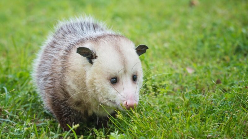 Where Do Possums Poop The Most