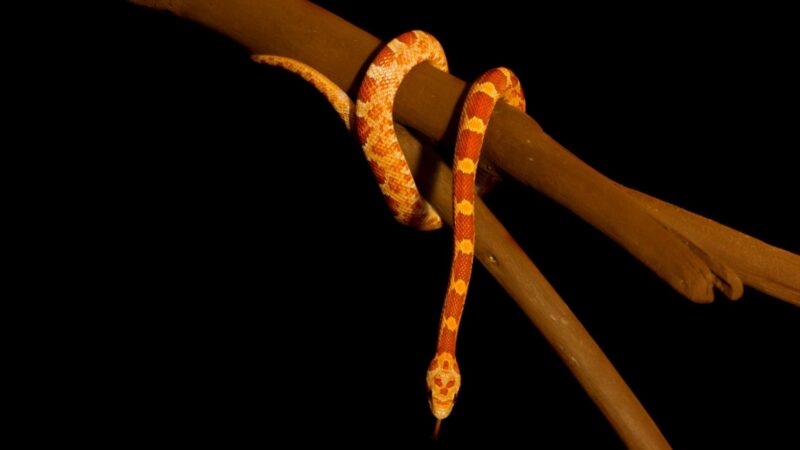 Which Are Venomous Corn Snakes or Milk Snakes