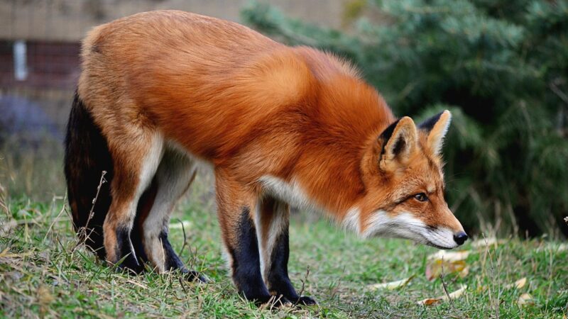 Why Don’t You Hear Foxes Screaming During the Day