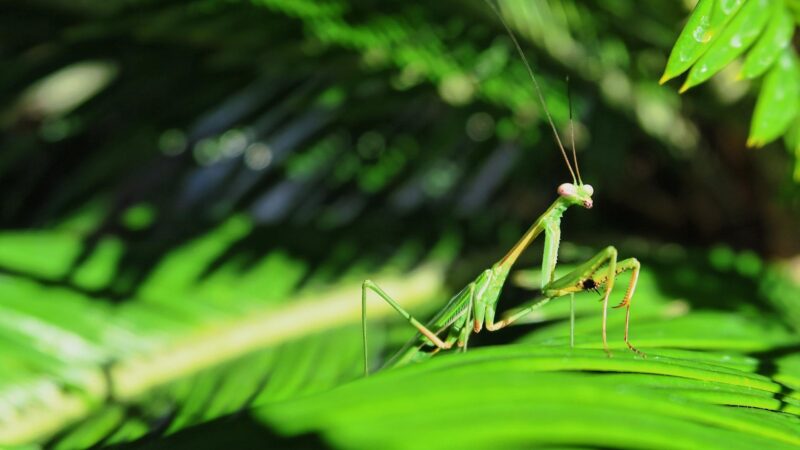 Will Praying Mantis Attack Humans